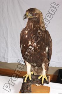 Hawk 0023
